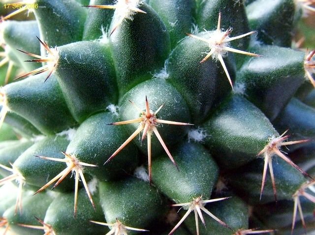 Mammillaria _scrippsiana_ 06
